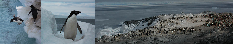 adelie penguin