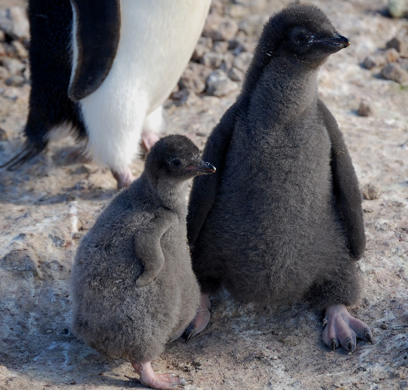 penguin chicks