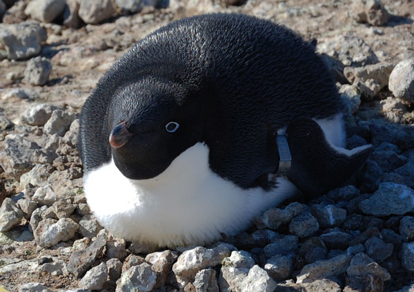 penguin on a nest