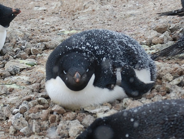 penguin nest