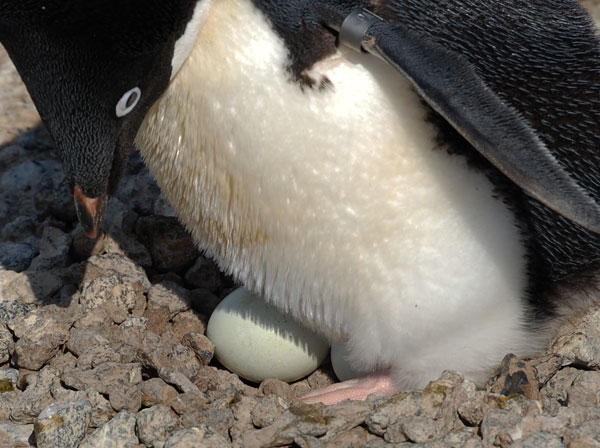 penguin egg