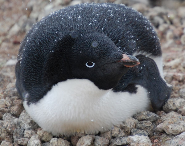 penguin nest