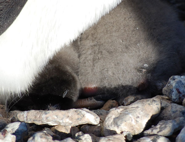 penguin chicks