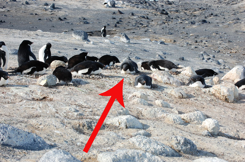 penguin nest