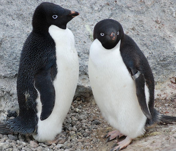 penguin nest