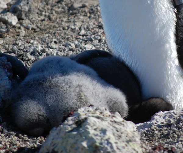 penguin chick