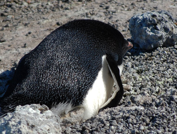 penguin