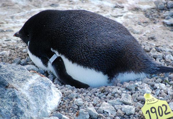 penguin