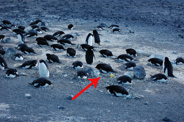 penguin nests
