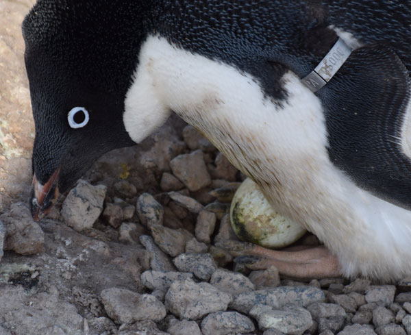 penguin on a nest