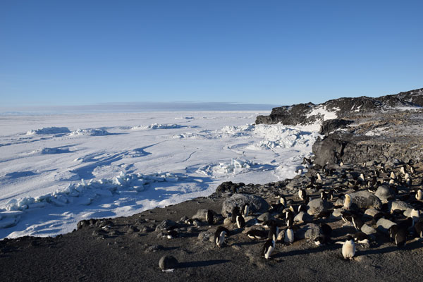 penguin camp