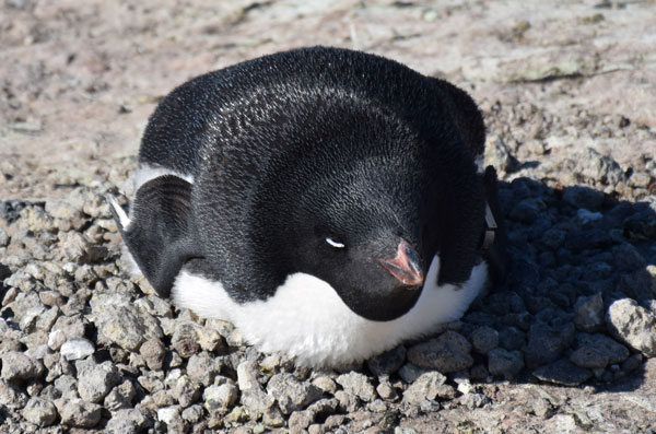 penguin nest