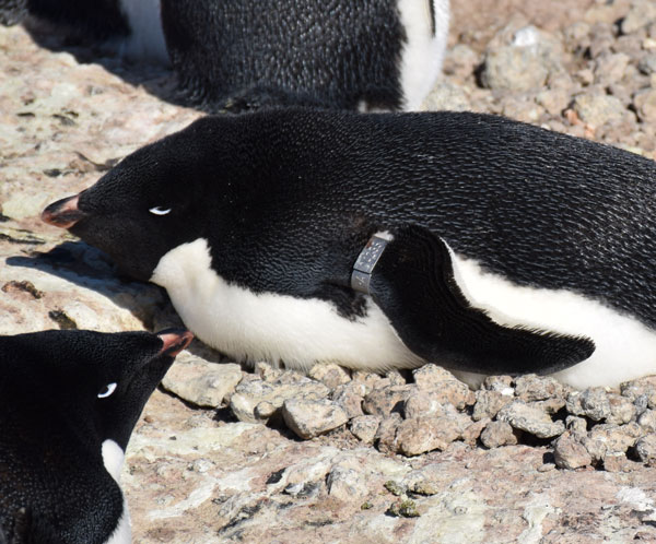 penguin nest