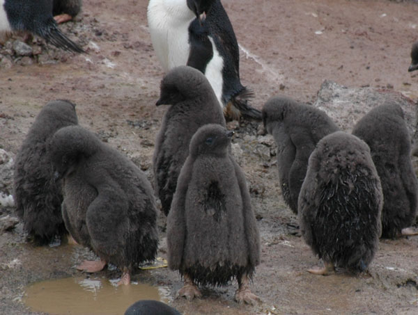 penguin chicks