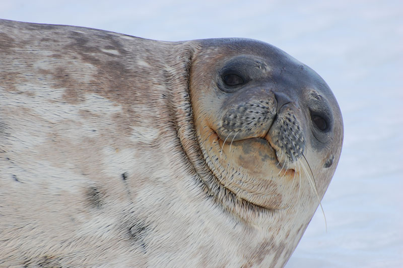 seal